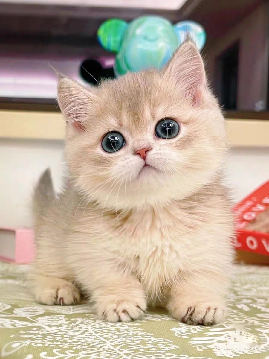 猫舍直销,批发价出售,蓝金渐层